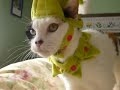 Patches in an elf hat
