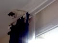mon chat qui fait des bétises mon chat qui fait des bétises