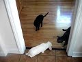 Bunny Meets Cats