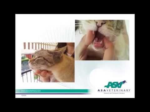 how to treat eosinophilic granuloma in cats