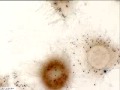 HeLa cells dividing over 27hrs cells round up grow hair then divide