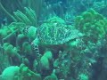 hawksbill turtle