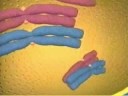 Mitosis And Mieosis Science Project