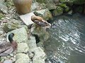 神奇脖子鴨