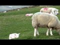 Panasonic DMC-TZ65 video zoom test - sheep and lambs at Stainland/Holywell Green