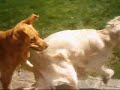Two Dogs playing Two Dogs playing