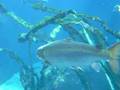 stingray gets attacked by a bird