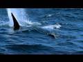 Stanford's Hopkins Marine Station Tracks White Sharks