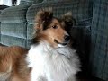 Chloe, the talking dog