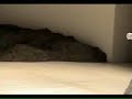 Pina Bausch : Masurca Fogo (Extrait)