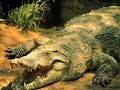 Africanism Allstars - Summer Moon(animals)