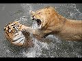 Africanism Allstars - Summer Moon(animals)