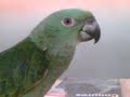 Oliver The Amazon