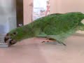 Oliver The Amazon