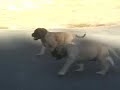 GOLDLEAF MASTIFF - Emma & Hoss Puppies Green/Red 7/14/07
