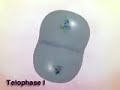 Meiosis Animacion