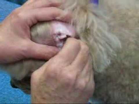 Pet Grooming Insights - How We Remove Ear Hair