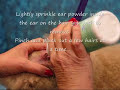 Pet Grooming Insights - How We Remove Ear Hair