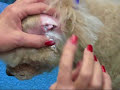 Pet Grooming Insights - How We Remove Ear Hair
