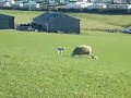 Cute Little Welsh Lambs