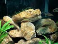 Neolamprologus Pulcher Fry