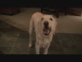 Funny Dog Tricks