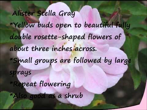 how to fertilize hybrid tea roses