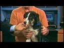 Pet Pals: An Australian Shepherd named Dundy