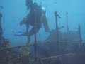 Maldives Victory Dive