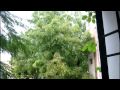 NEEM - The Divine Tree NEEM - The Divine Tree