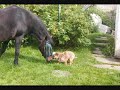 Horse Quotes
