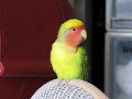 LoveBird ??????????????????? LoveBird ???????????????????