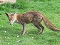 fox and cat ... Liska the fox and Maelona fox and cat ... Liska the fox and Maelona