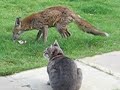 fox and cat     liska the fox and maelona