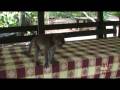 Monkey eats Giant Lizard's food. (revA)