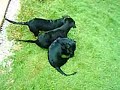 Cachorros com medo de galinha by mass Dogs afraid of chicken