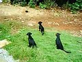 Cachorros com medo de galinha by mass Dogs afraid of chicken
