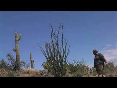 how to harvest ocotillo