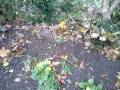 Robin in the garden