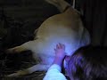 Iris, the Saanen goat, has a baby (or 2!)