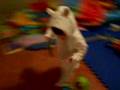 videos de Xavier's bear outfit