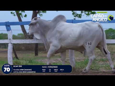 9 De Olho na Fazenda Capo do Angico