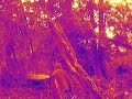Click here to watch this video *REAL VIDEO OF BIGFOOT*