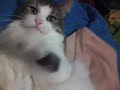 Bowie displays affection in very fun ways, such as biting, biting and rolling. The soap opera kissing at the end is just us biting at each other without actual contact. I don't actually french my cats, folks. ;) ... cats funny bowie whiteash001 whiteash002 