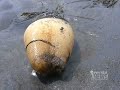 Join Gabriel on the shores of the Pacific for a report on a fascinating and rarely seen sea creature, the Geoduck (pronounced gooey-duck). Presented by Vision Forum, Doug Phillips, and the Everyday News Network. www.visionforum.com