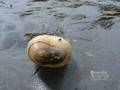A Burrowing Geoduck