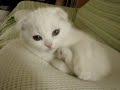 Scottish Fold??maintenance?