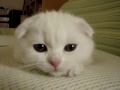 Scottish Fold　【maintenance】