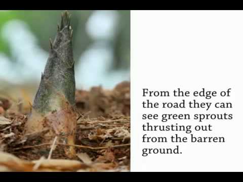 how to plant japanese bamboo
