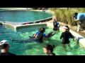 Dolphin-Swim-Diplomat-Hotel-Hollywood-FL